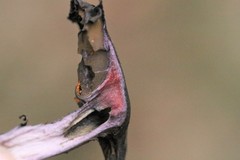 Cortinarius kioloensis