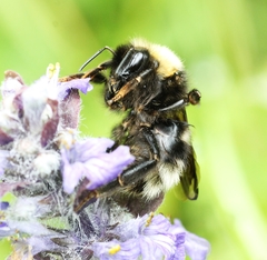 Bombus bohemicus
