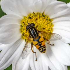 Helophilus pendulus
