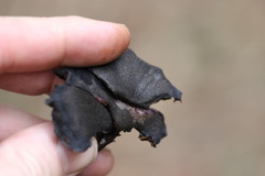 Cortinarius kioloensis