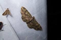 Pseudocollix hyperythra catalalia