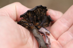 Cortinarius kioloensis