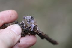 Cortinarius kioloensis