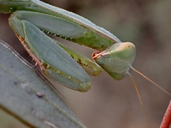 Trachymantis dentifrons