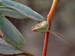 Trachymantis dentifrons