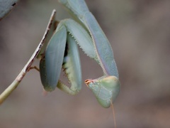 Trachymantis dentifrons