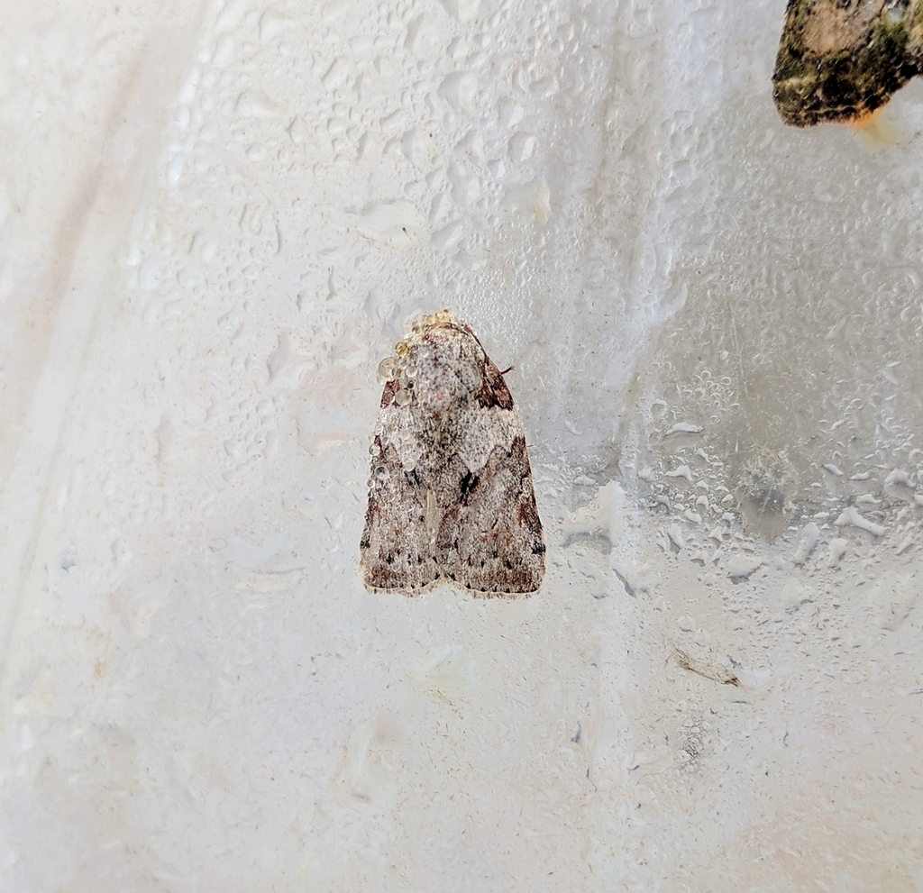 Characoma pallidorsum