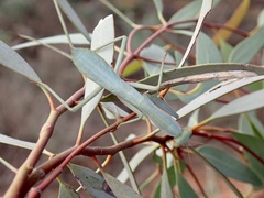 Trachymantis dentifrons