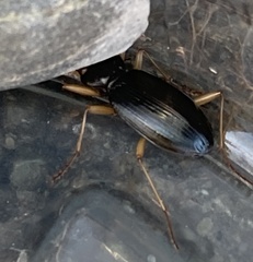 Nebria eschscholtzii