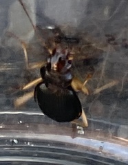 Nebria eschscholtzii