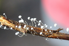 Mycena albidocapillaris