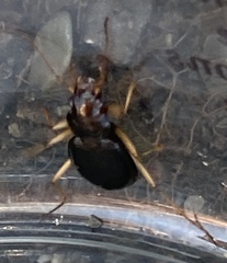 Nebria eschscholtzii