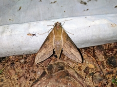 Theretra boisduvalii