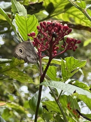 Ypthima horsfieldii humei