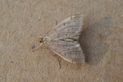 Anania fuscalis