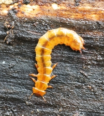 Cucujus cinnaberinus