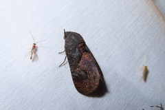 Batracharta divisa