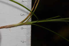Carex tumulicola