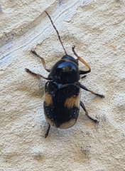 Cryptocephalus moraei