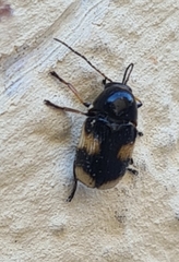 Cryptocephalus moraei
