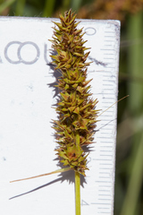 Carex densa
