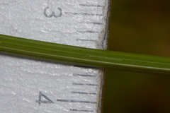 Carex densa