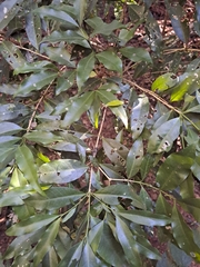 Tricalysia capensis