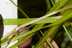Carex densa