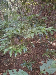 Tricalysia capensis