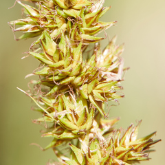 Carex densa