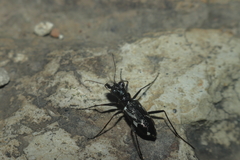 Distipsidera