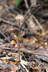 Mycena cystidiosa