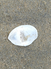 Maoricrypta sodalis