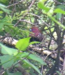 Hypargos margaritatus