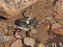 Acanthoproctus cervinus