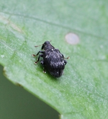 Tachyerges decoratus