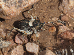 Acanthoproctus cervinus
