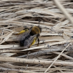 Andrena clarkella