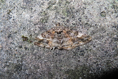 Alcis taiwanovariegata