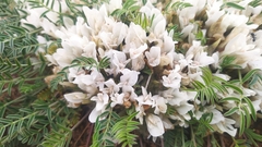 Astragalus galactites