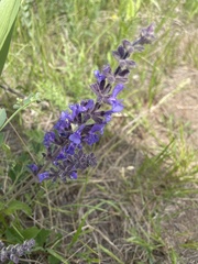 Salvia dumetorum