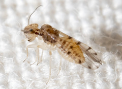 Ectopsocus californicus