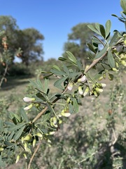 Halimodendron halodendron