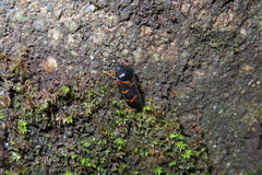 Okiscarta uchidae