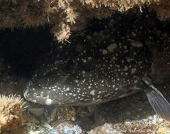 Epinephelus daemelii