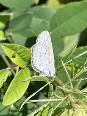 Celastrina argiolus ladonides