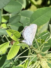 Celastrina argiolus ladonides