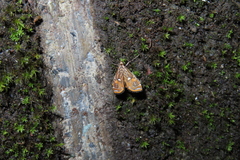Paracymoriza cataclystalis