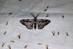 Hypochrosis pyrrhophaeata