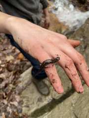 Desmognathus carolinensis